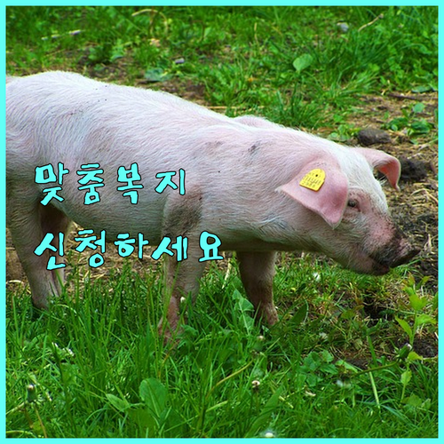 2025년 지역사회서비스 투자사업: 맞춤형 복지 혜택, 신청 자격, 절차 완벽 가이드