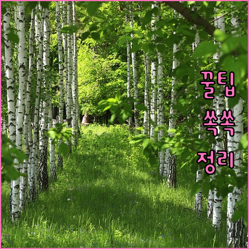 과태료 걱정 끝! 월산동 쓰레기 배출, 올바른 방법은?