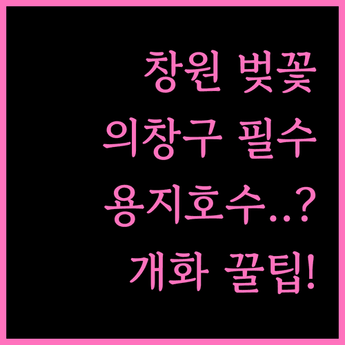 창원 의창구 벚꽃 명소 정리 | 소계천 용지호수 개화 예측