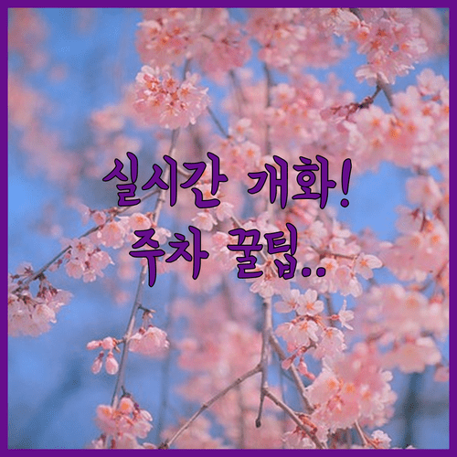 2026 화천 벚꽃 축제 실시간 개화 현황과 주차 정보